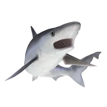 3D Model: Milk Shark Pose 2 3D Model #90845249 | Pond5