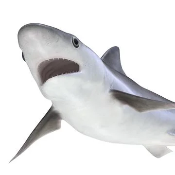 3D Model: Milk Shark Pose 2 3D Model #90845249 | Pond5