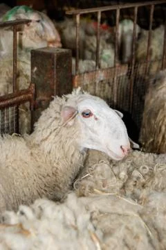 Milk sheep in a stable Stock Photos