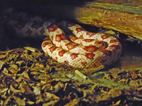 Milk snake in a cage Photos