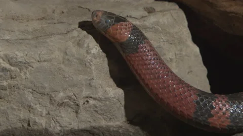 Milk snake close up side profile climbing a rock Stock Footage 170942192