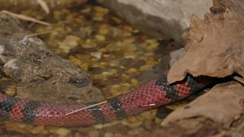 Milk snake Stock Footage 170836833
