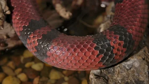 Milk snake macro of scales slithering slomo Stock Footage 170836813