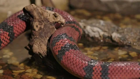 Milk snake slithering around log in the water Stock Footage 170836823