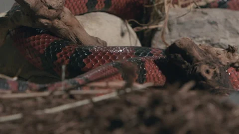 Milk snake slithering through the forest Stock Footage 170942127