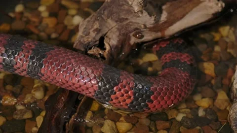 Milk snake slithers around log in the water top view slomo Stock Footage 170836828