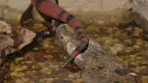 Milk snake tail slithers out of the water onto log Stock Footage 170836845