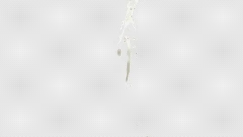 Milk Splash, With Alpha Matte Stock Footage 311585558