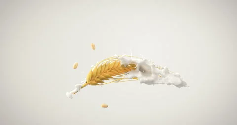 Milk Splashes onto Barley or Wheat Stalk, Luma Matte Included. 1000 fps Video stock 130795679
