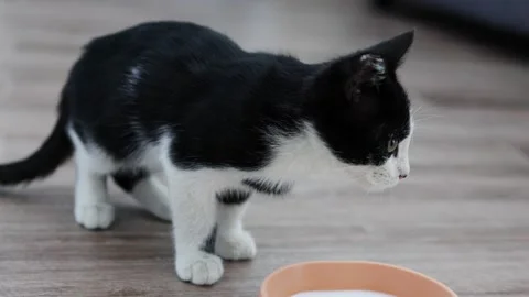 Milk standing on the floor in the house is drunk by a small kitten with black Stock Footage 259190621