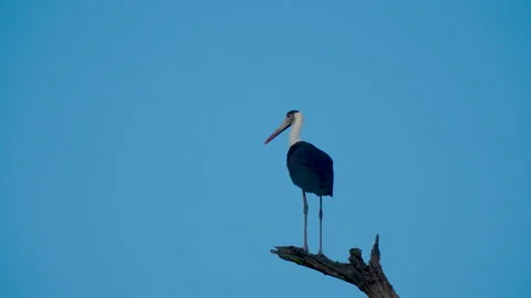 Milk Stork Standing on Tree Branch Against Blue Sky Stock Footage 337788587