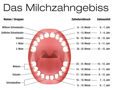Milk Teeth Temporary Primary Dentition German Stock Illustration