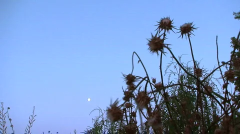 Milk thistle 2 Video stock 488990