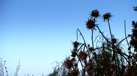 Milk thistle 3 Stock Footage 488989