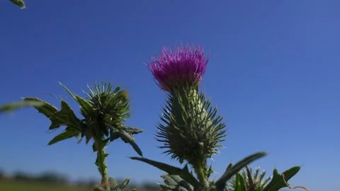 Milk Thistle Against a Blue Sky Stock Footage 346550051