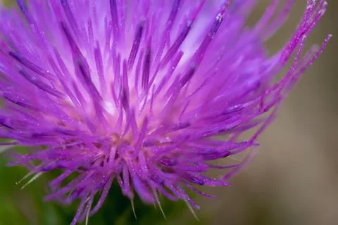 Milk thistle close up, for background, concept and illustration, silybum ma.. Stockfoto's