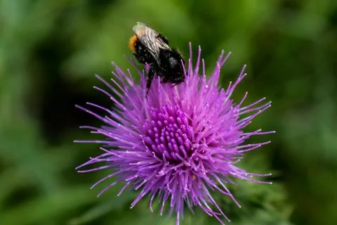 Milk thistle close up with insect, silybum marianum, cardus 스톡 사진
