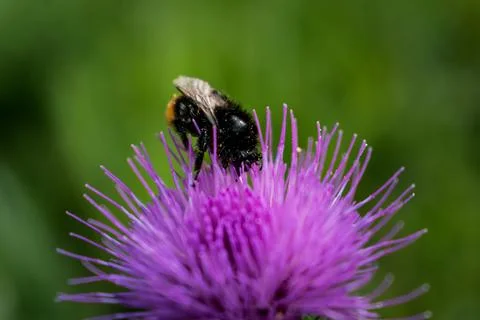 Milk thistle close up with insect, silybum marianum, cardus 库存照片