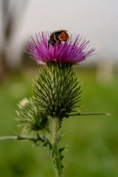 Milk thistle close up with insect, silybum marianum, cardus Stockfoto's