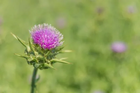 Milk thistle close-up Stock Photos