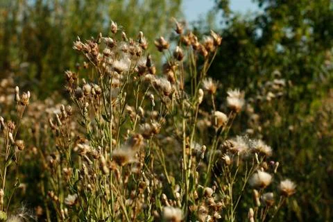 Milk thistle in the field Stock Photos