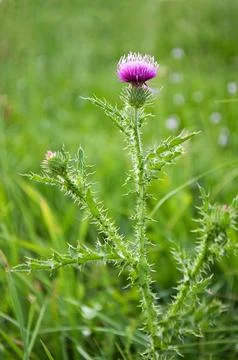 Milk thistle flower Foto stock