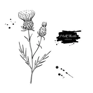 Milk thistle flower vector drawing set. Isolated wild plant and leaves. Her.. Stock Illustration