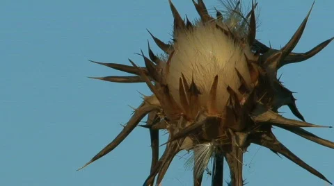Milk thistle Stock Footage 490919