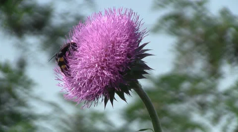 Milk Thistle 스톡 동영상 24779454