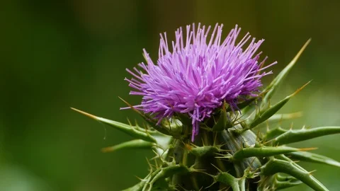 Milk thistle Stock Footage 109694461