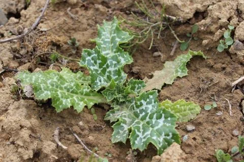 Milk thistle in the ground Stock Photos