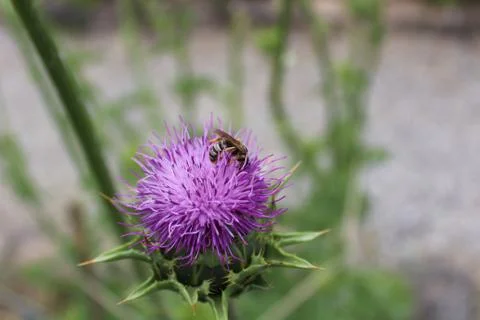 Milk thistle in the ground Stock Photos