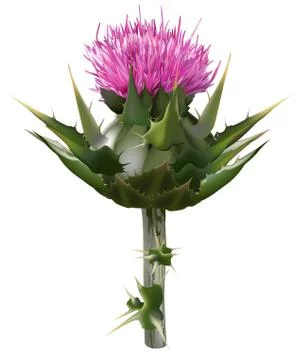 Milk Thistle Stock Illustration