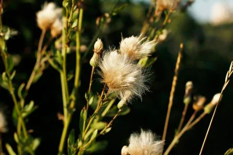 Milk Thistle  Stock Photos