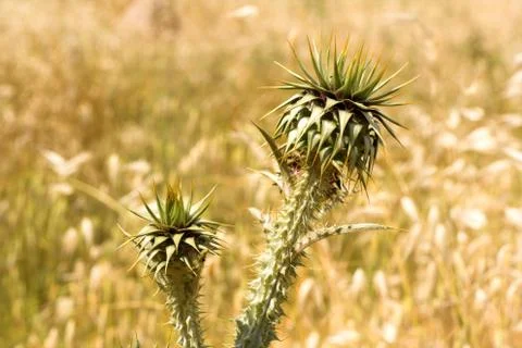 Milk thistle Stock Photos