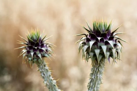 Milk thistle Stock Photos