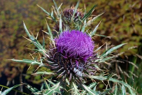 Milk thistle Stock Photos