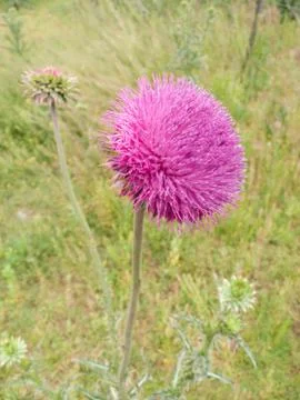 Milk thistle Stock Photos