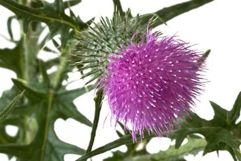Milk thistle Foto stock