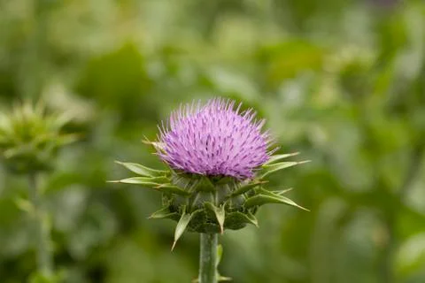 Milk Thistle 스톡 사진