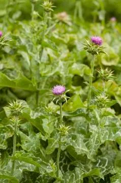 Milk Thistle Stock Photos