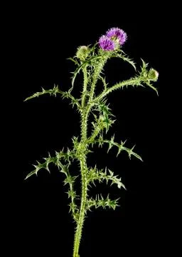 Milk Thistle Stock Photos