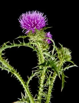 Milk Thistle Stock Photos