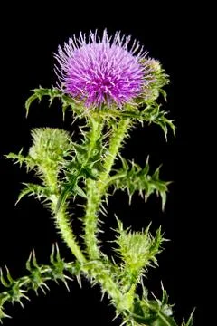 Milk Thistle Stock Photos