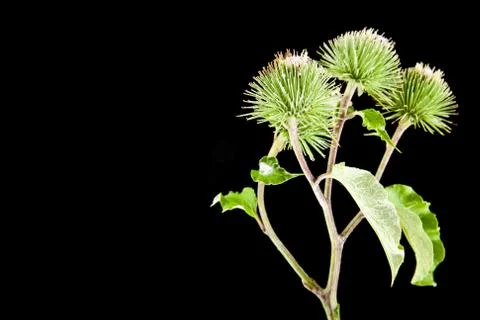 Milk Thistle Stock Photos