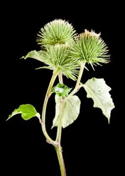 Milk Thistle Stock Photos