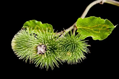 Milk Thistle Stock Photos