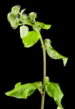 Milk Thistle Stock Photos