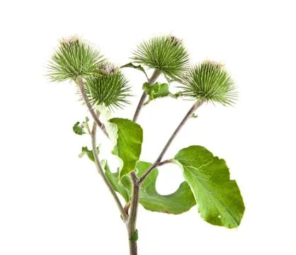 Milk Thistle Stock Photos