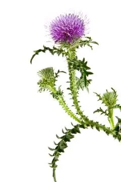 Milk Thistle Stock Photos